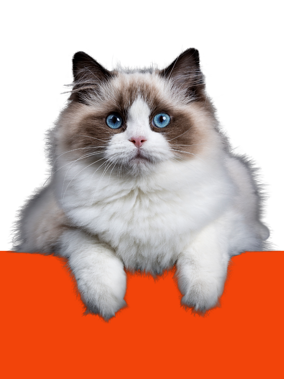 Alimento para Gato