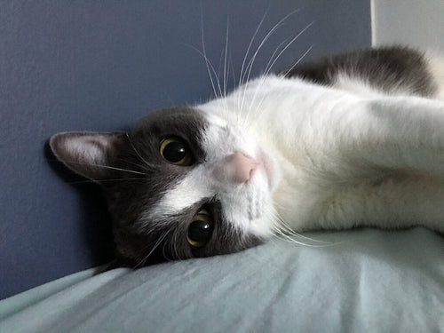 files/GATO_UNAM-1024x768.jpg