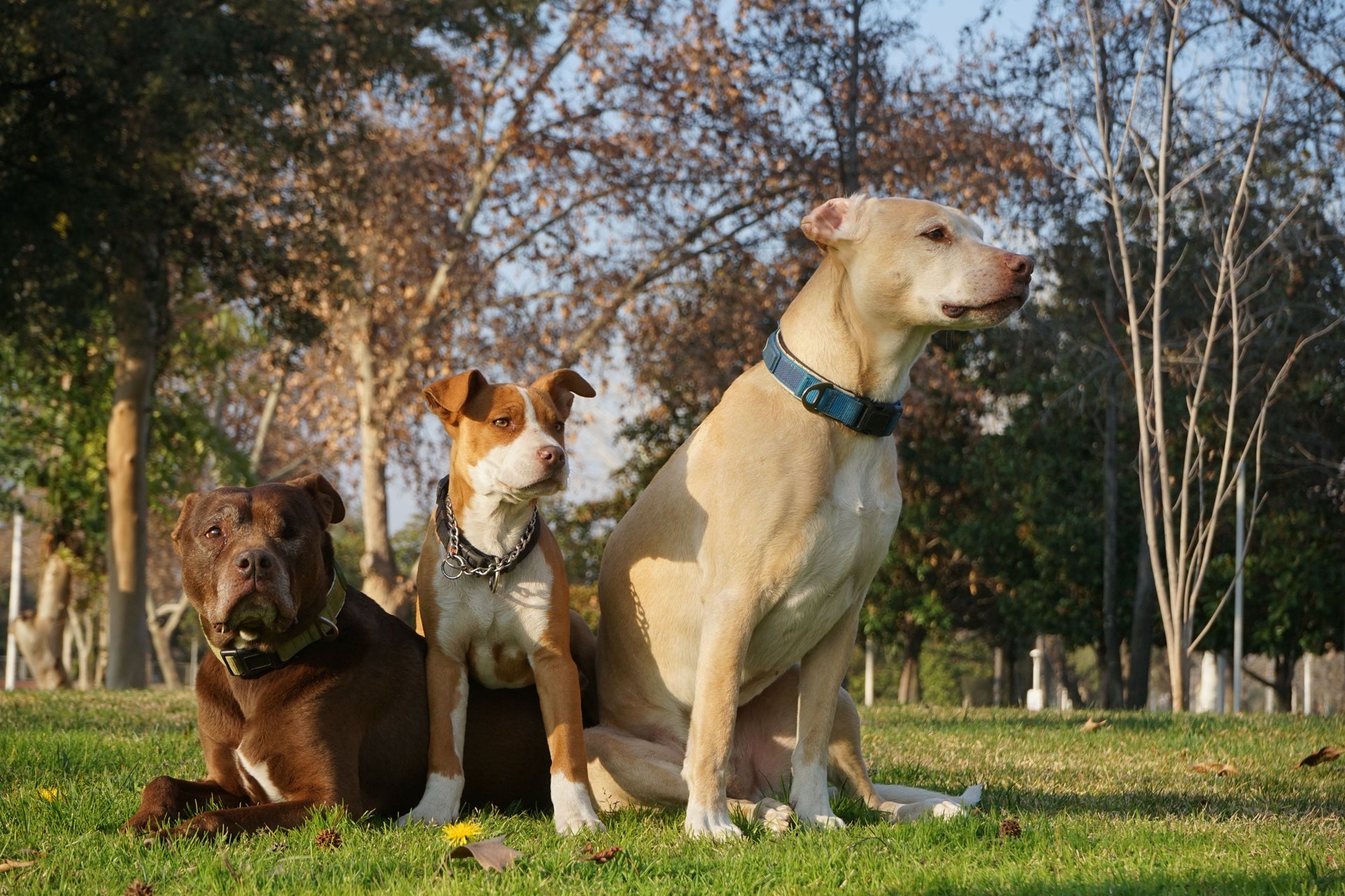 PERROS